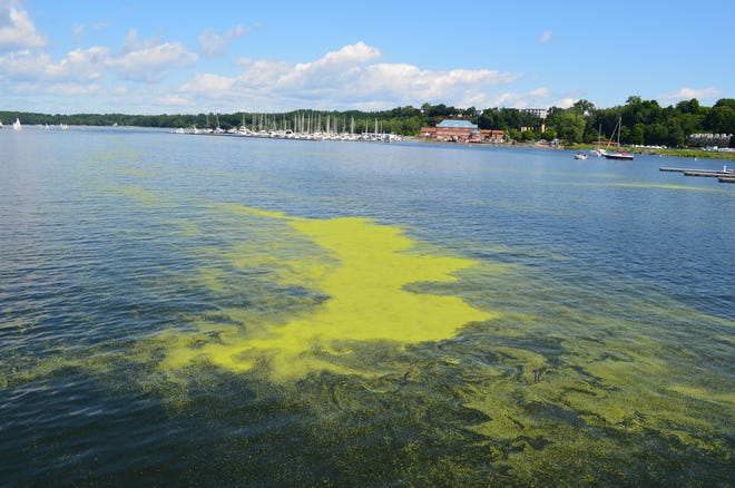 Pollen sits on the water by the Burlington waterfront July 18, 2024.